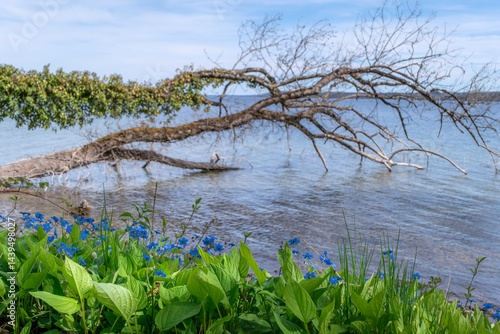 Obraz na płótnie Blätter und Blumen am Ufer eines Sees, dahinter liegt ein umgestürzter mit Efeu bewachsener Baumstamm im Wasser, Starnberger See, Bayern, Deutschland, Europa w salonie