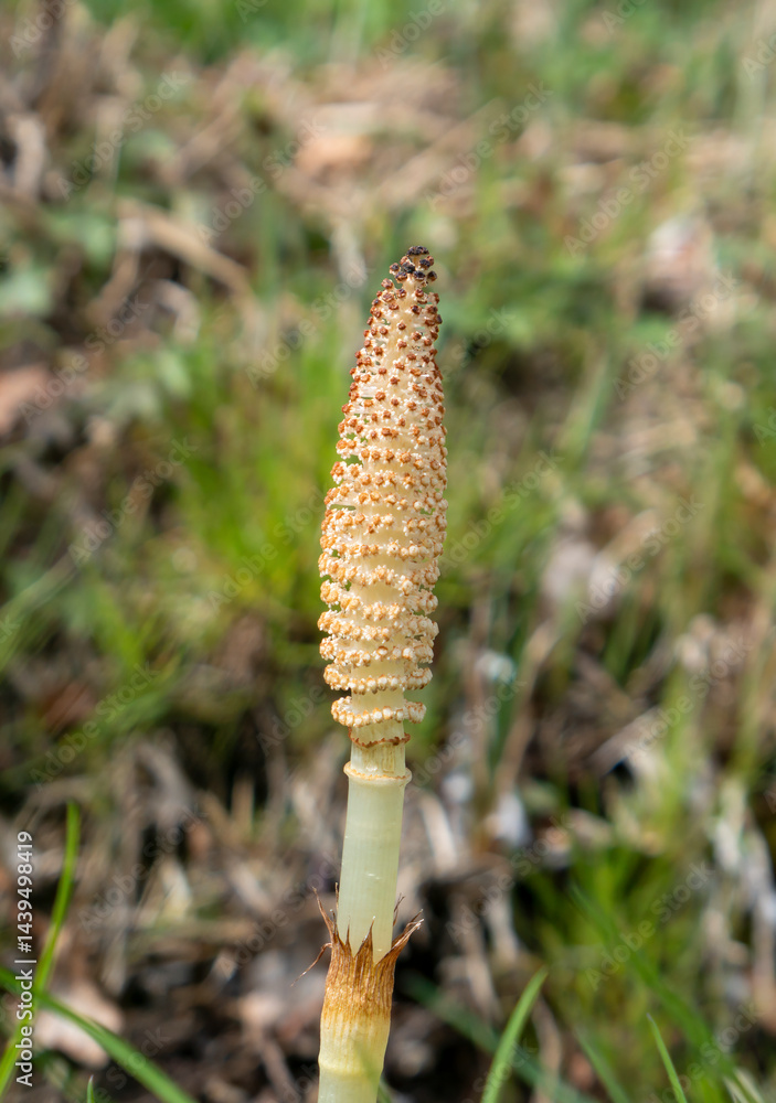 Junger Schachtelhalm(Equisetum) im Frühling