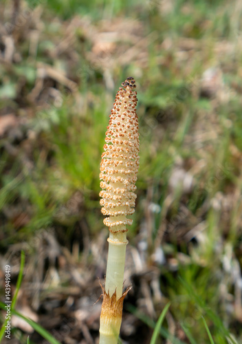 Obraz na płótnie Junger Schachtelhalm(Equisetum) im Frühling w salonie