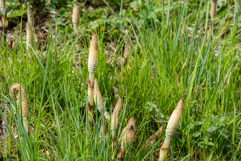 Junger Schachtelhalm(Equisetum) im Frühling
