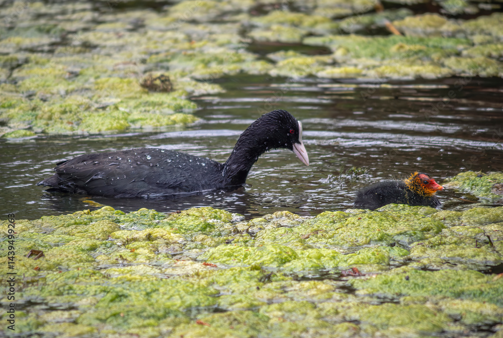 Blässhuhn (Fulica atra) mit Kücken schwimmt in einem Weiher mit Entengrütze