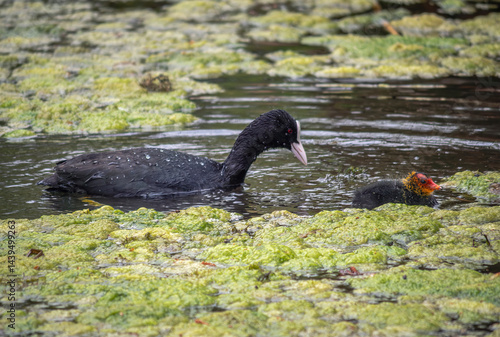 Obraz na płótnie Blässhuhn (Fulica atra) mit Kücken schwimmt in einem Weiher mit Entengrütze w salonie