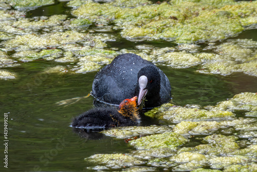 Obraz na płótnie Blässhuhn (Fulica atra) mit Kücken schwimmt in einem Weiher mit Entengrütze w salonie