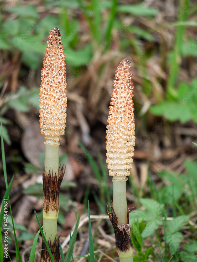 Junger Schachtelhalm(Equisetum) im Frühling