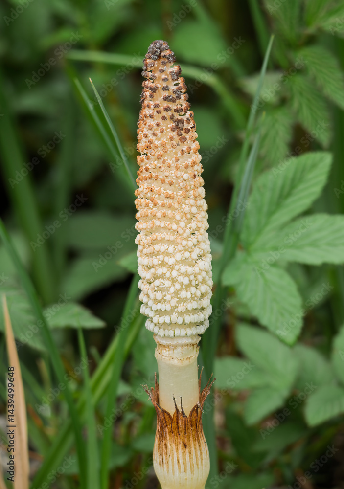 Junger Schachtelhalm(Equisetum) im Frühling