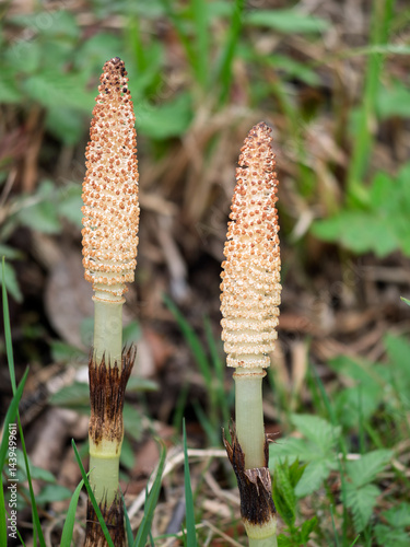 Obraz na płótnie Junger Schachtelhalm(Equisetum) im Frühling w salonie
