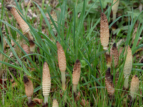 Junger Schachtelhalm(Equisetum) im Frühling
