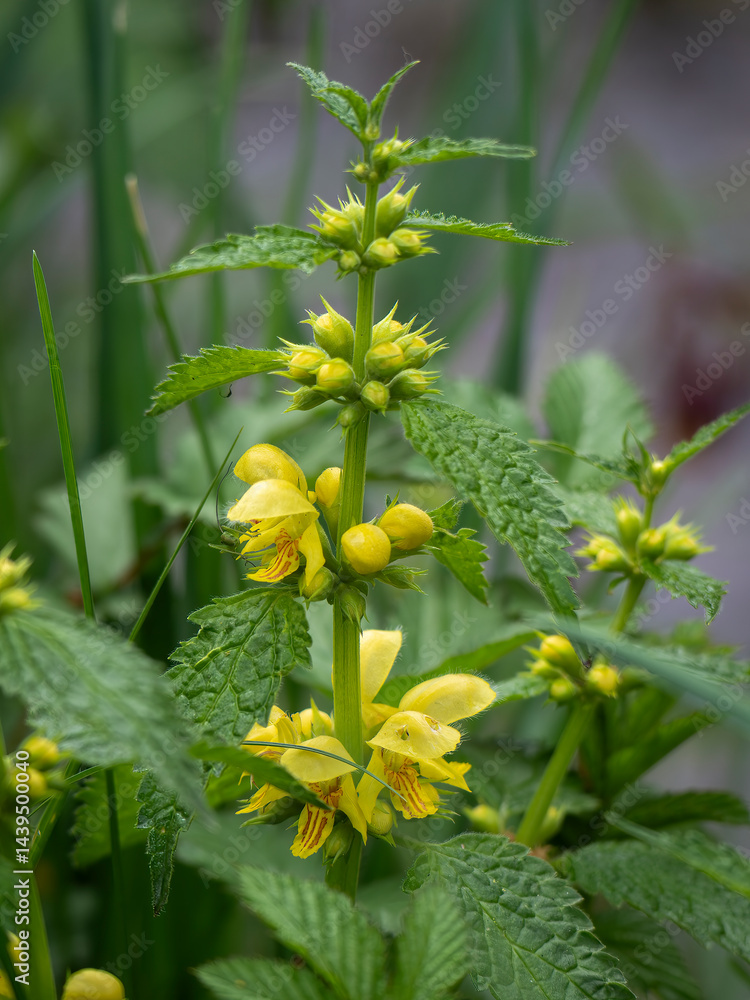 Echte Goldnessel – Lamium galeobdolon in ihrer natürlichen Umgebung