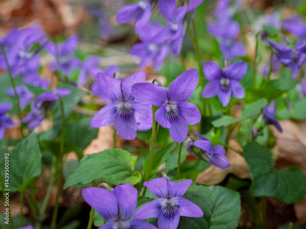 Blühenden Veilchen breiten sich über den Waldboden aus und kündigen den Frühling an