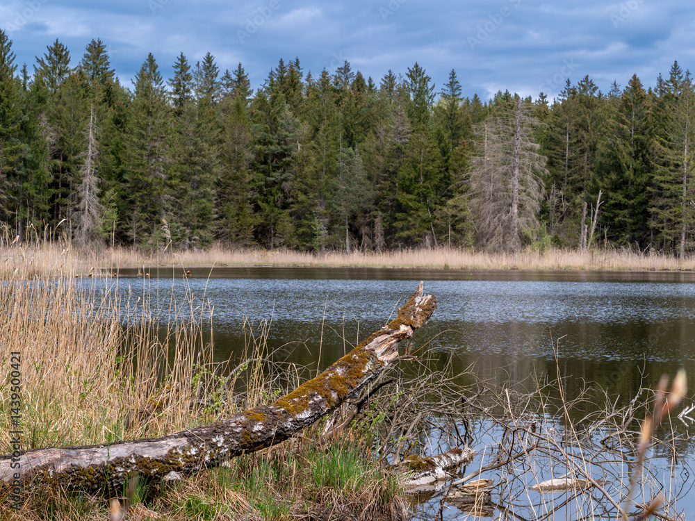 Alter Baumstumpf liegt an einem kleinen mit See mit Schilf im Wald
