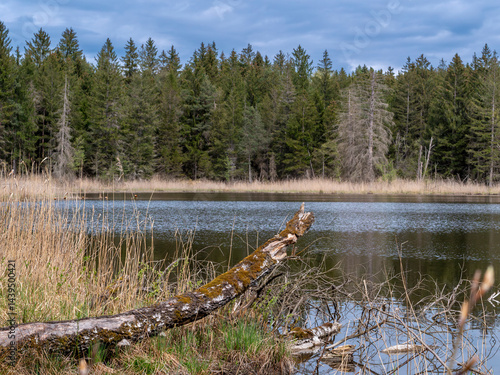 Obraz na płótnie Alter Baumstumpf liegt an einem kleinen mit See mit Schilf im Wald w salonie