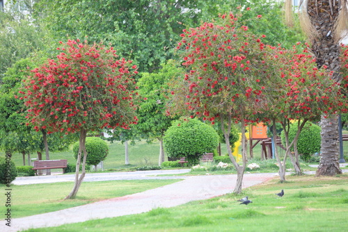 Fotografia callistemon citrinus trees in a park,  also known as bottle brush