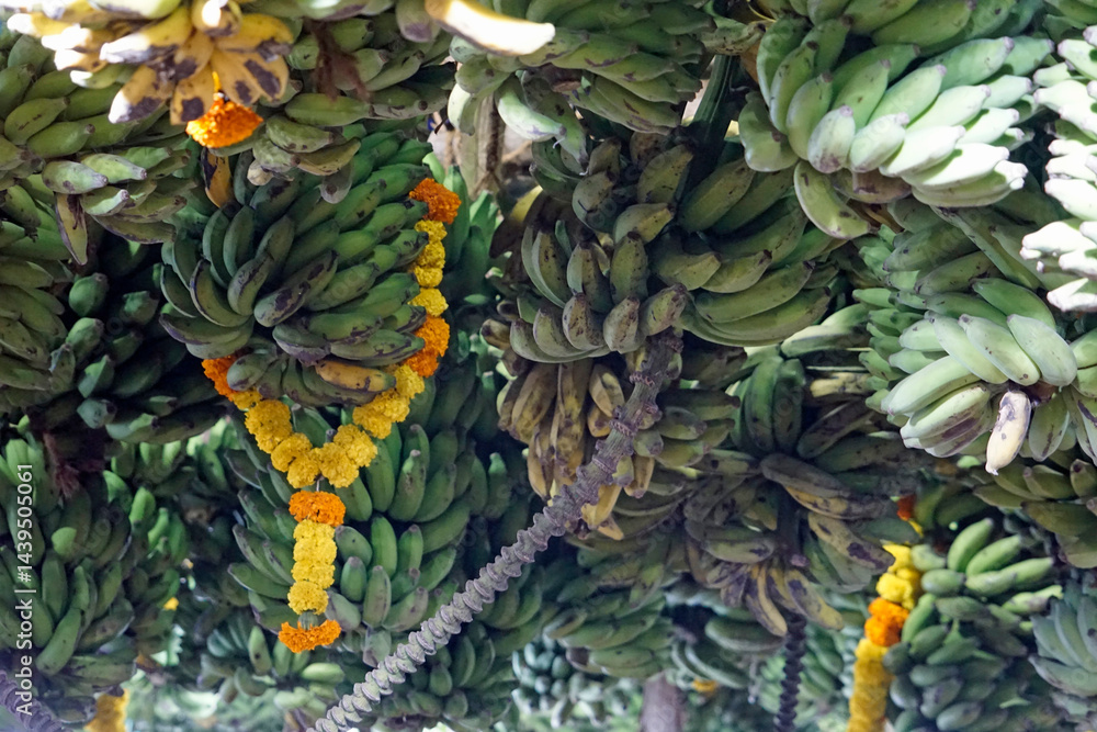 hindu banana festival in goa
