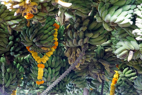 hindu banana festival in goa