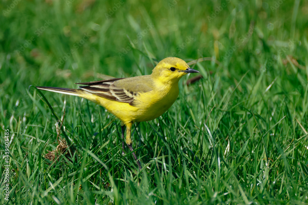 A male Yellow Wagtail (Motacilla flava) hunting for insects in a meadow in springtime.