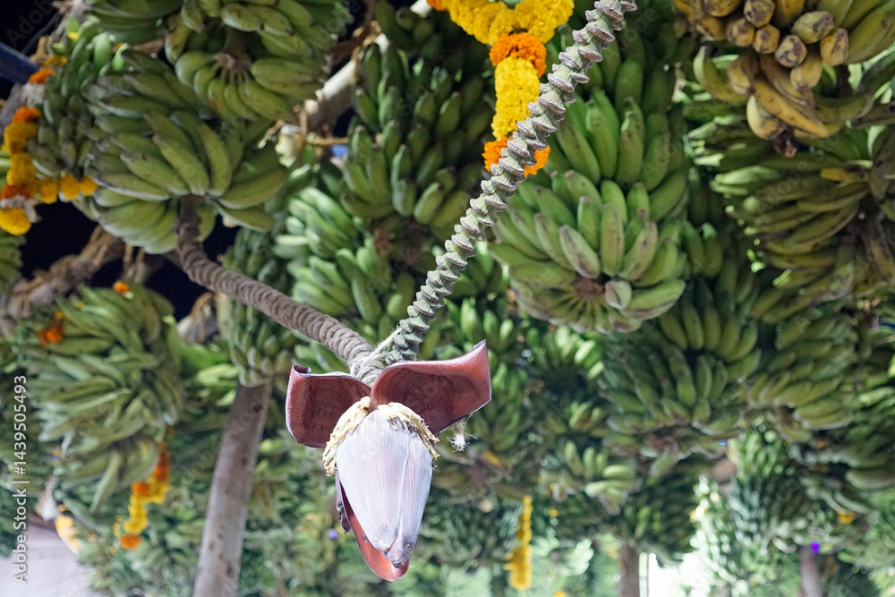 hindu banana festival in goa