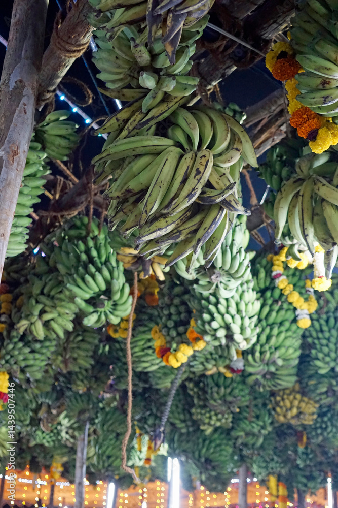 hindu banana festival in baga goa