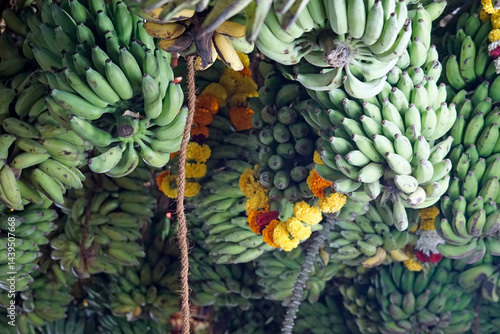 hindu banana festival in baga goa