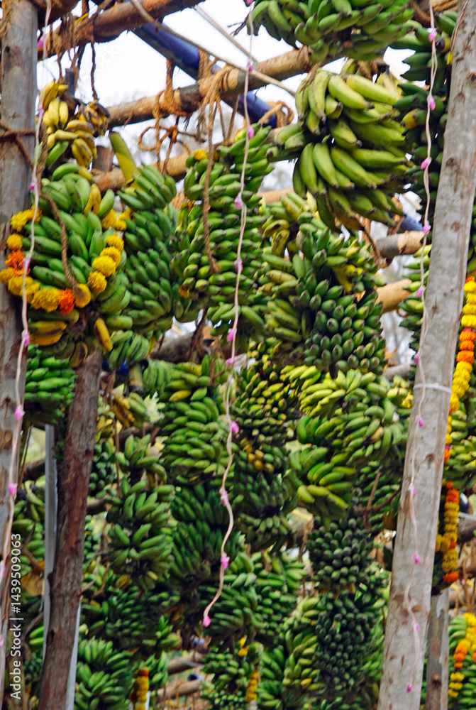 hindu banana festival in baga goa