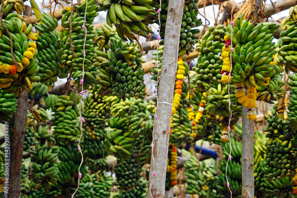 hindu banana festival in baga goa