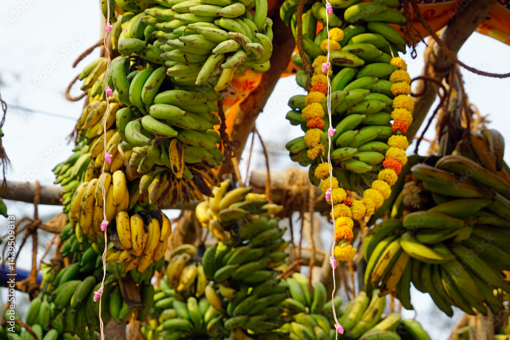 hindu banana festival in baga goa