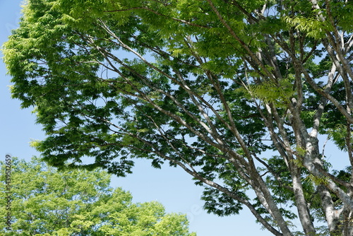 新緑と青空
