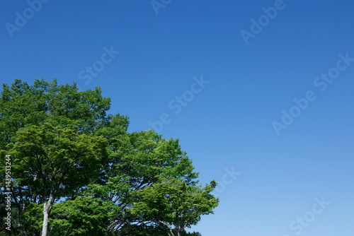 新緑と青空
