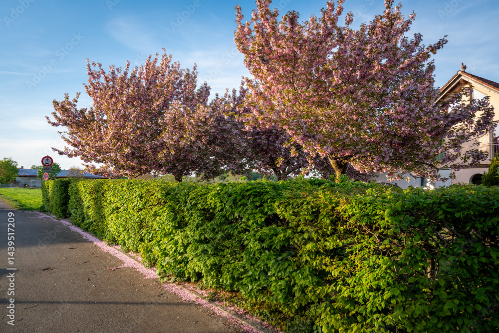 Naklejka premium Beautiful Sakura Trees In Bloom Framing A Cozy House With A Green Hedge In A Quiet Residential Neighborhood In Munich, Germany, Near Fürstenfeldbruck During Springtime