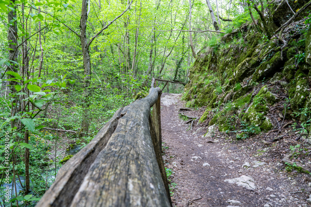 Fototapeta premium path in the forest