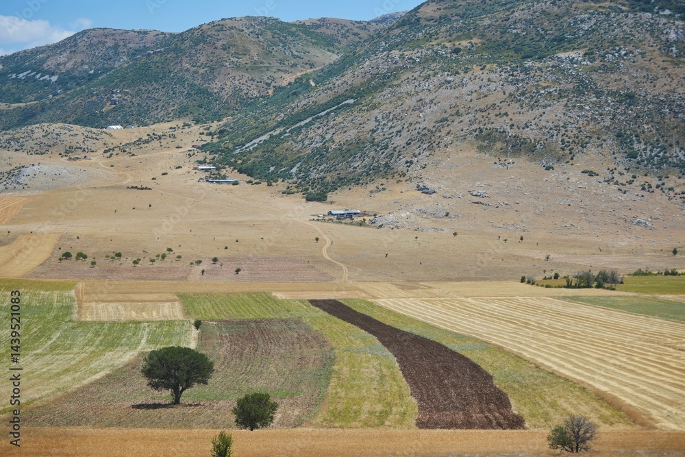 Naklejka premium Agricultural land, fields with wheat and other crops