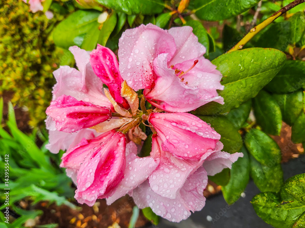 Obraz premium Pacific rhododendron