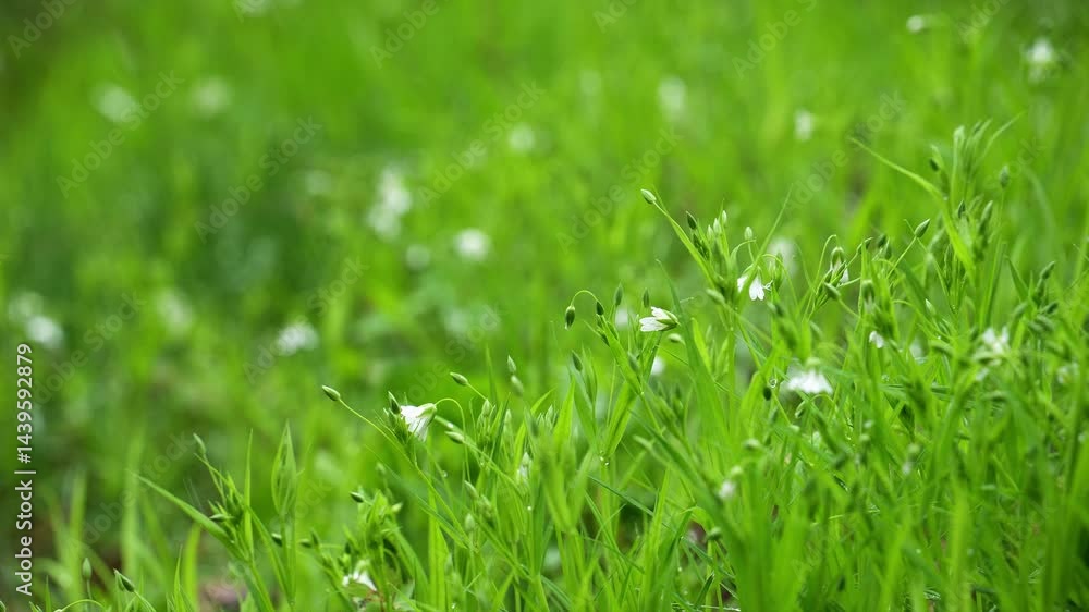 Small white flowers in a green meadow on a rainy day, green natural background Small white flowers in a green meadow on a rainy day, green natural background