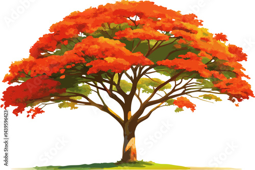A  Royal Poinciana (Delonix regia), showing its umbrella-shaped canopy and bright red-orange flowers, isolated on a white background.