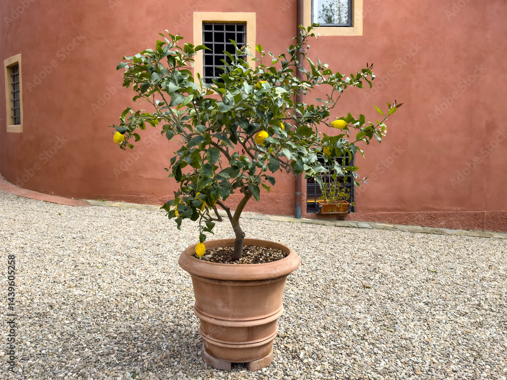 lemon tree in a terracotta pot placed against a rustic orange old house wall. mediterranean vibe, gardening, eco-friendly living lemon tree in a terracotta pot placed against a rustic orange old house wall. mediterranean vibe, gardening, eco-friendly living