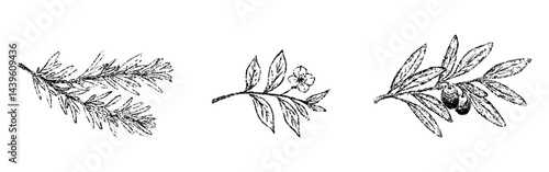 Sketch crayon aroma spicy and cosmetic plant set. Hand drawn scribble doodle branch of rosemary, tea tree, olive. Pencil texture vector illustration.