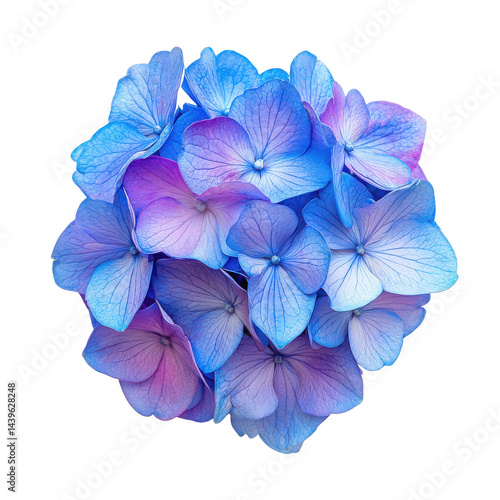 Wallpaper Mural Blue and purple hydrangea flower bloom on transparent background Torontodigital.ca