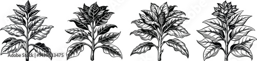 Black and white tobacco plant illustrations botanical art nature