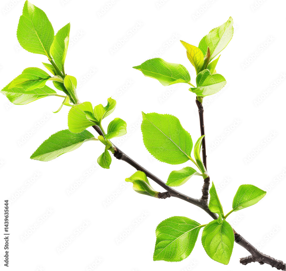 Fresh green leaves on a branch
