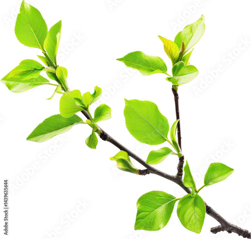 Obraz na płótnie Fresh green leaves on a branch w salonie