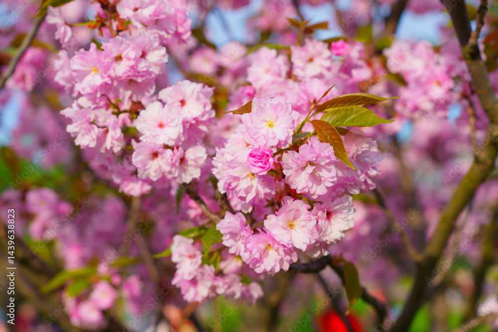 Fototapeta premium Beautiful Pink Cherry Blossom Flowers in Full Bloom During Spring
