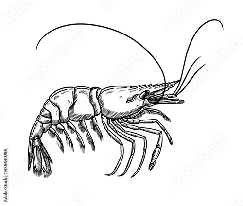 Hand draw crayfish vector illustration seafood