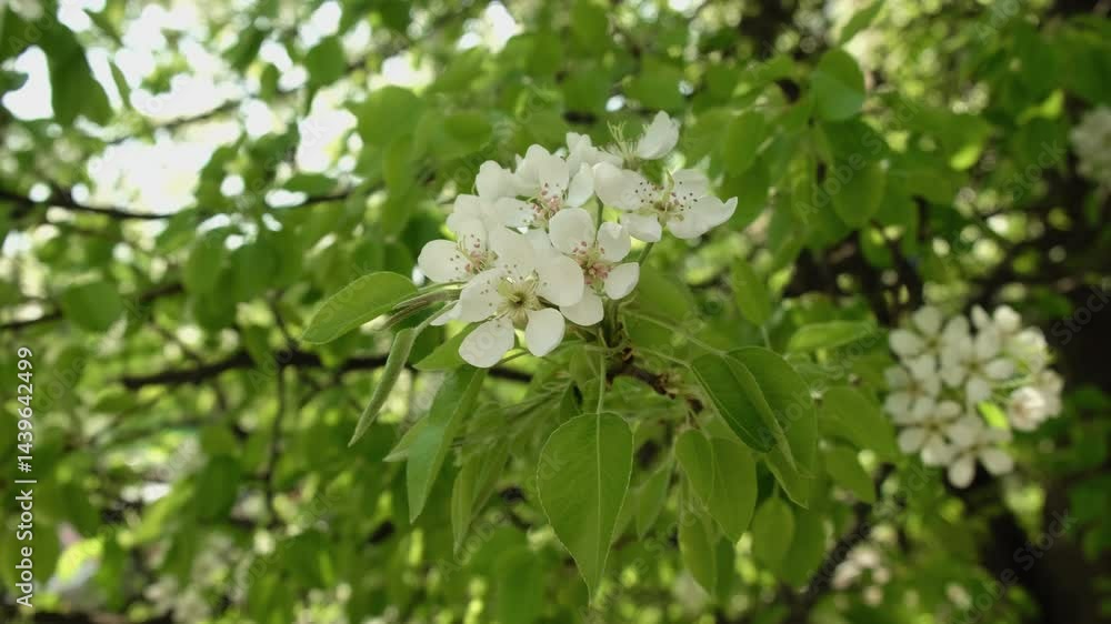 White pear blossoms bloom on sunny spring day. Beautiful nature background. White pear blossoms bloom on sunny spring day. Beautiful nature background.