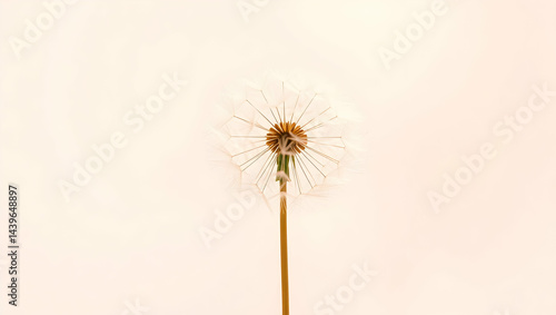Wallpaper Mural Dandelion clock against a pale sky Torontodigital.ca