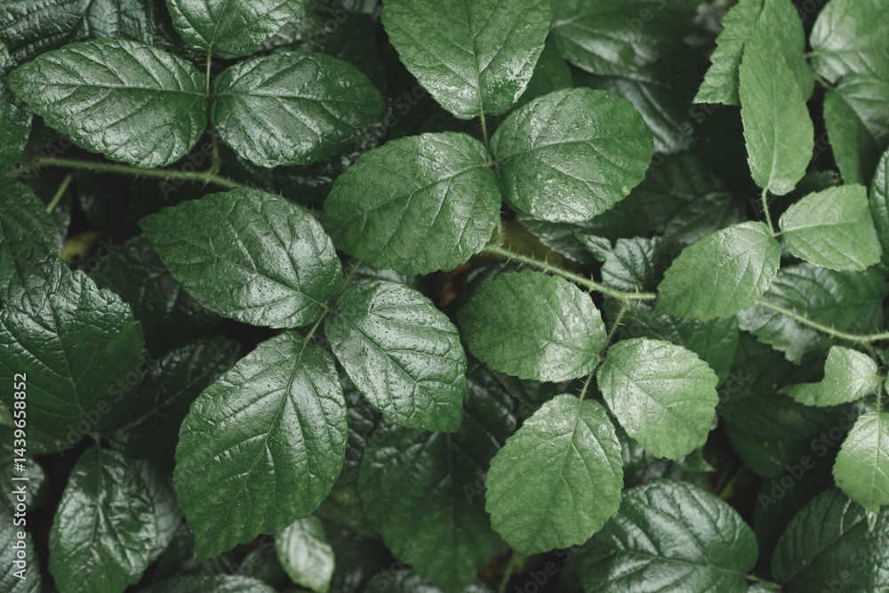 Green blackberry leaves close-up. Textured background of juicy, green leaves of a blackberry bush covered with drops of dew or rain. Wallpaper. Green blackberry leaves close-up. Textured background of juicy, green leaves of a blackberry bush covered with drops of dew or rain. Wallpaper.