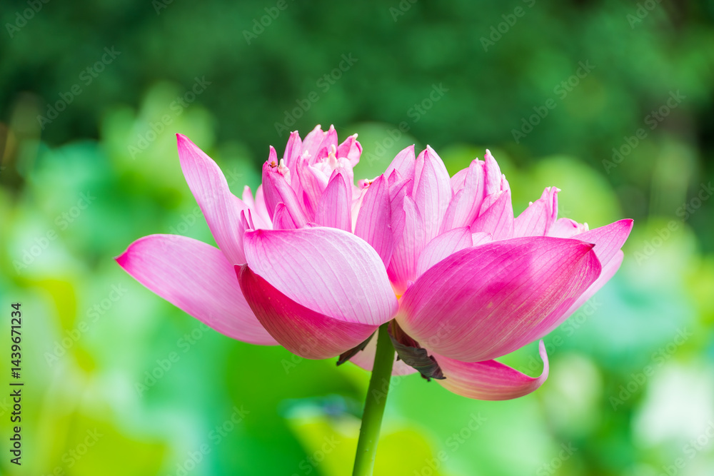 鮮やかに咲く大輪の蓮の花 鮮やかに咲く大輪の蓮の花