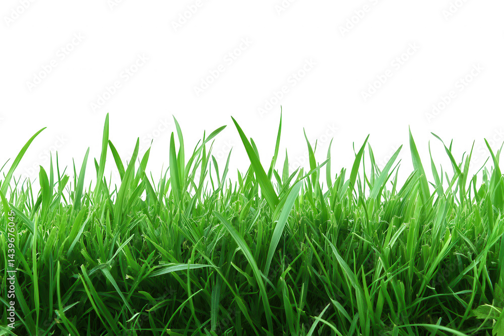 Fototapeta premium Lush Green Grass Blades Against a Striking transparent background, Ideal for Composites