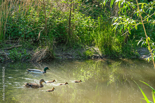 Stockenten Familie