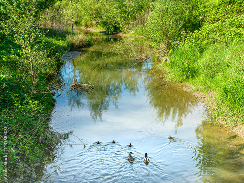 Stockenten Familie
