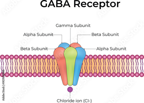 GABA Receptor Structure and Function Design Vector Illustration