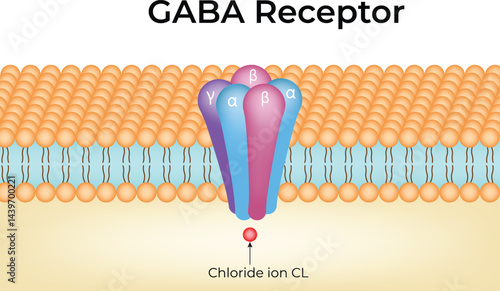 GABA Receptor Structure and Function Design Vector Illustration